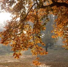 Photo of Neighborhood leaf pick-up begins Monday, December 2