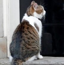 Photo of Cat in Oklahoma tests positive for avian flu