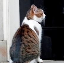 Photo of National Animal Poison Prevention Week continues through March 24th