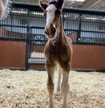 Photo of New Budweiser Clydesdale recently born at Missouri ranch