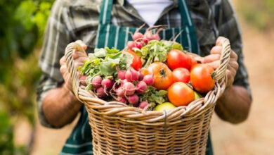 Photo of Farmers Market Nutrition Programs underway