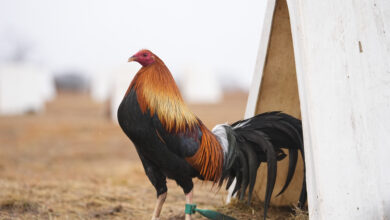 Photo of Oklahoma’s push to weaken penalties for cockfighting is frustrating opponents of the bloodsport