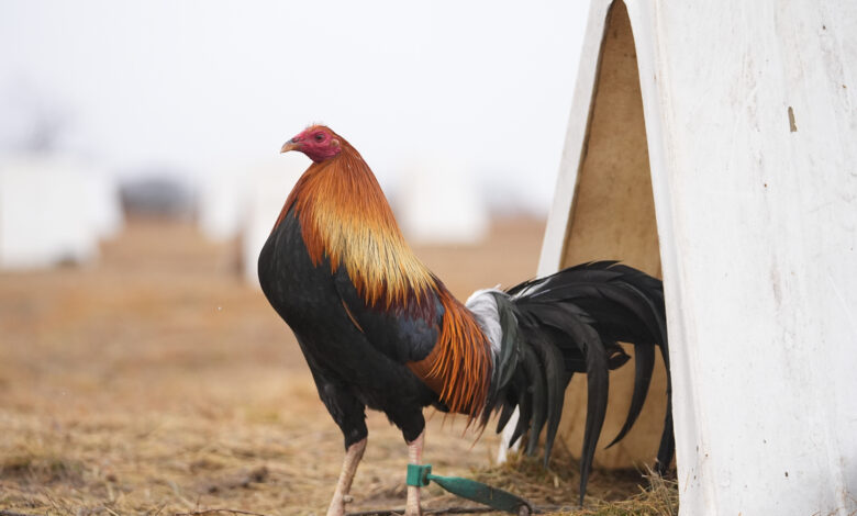 Cockfighting Oklahoma