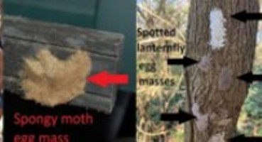 Photo of You can help stop invasive pests