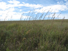 Photo of University research team set to return to “Bloody Bender” site in Southeast Kansas