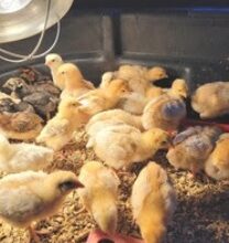 Photo of Poultry biosecurity reminder