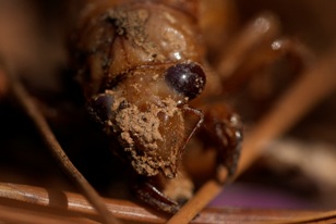 Photo of Waiting for Brood 19: Cicadas to put on impressive display in Missouri
