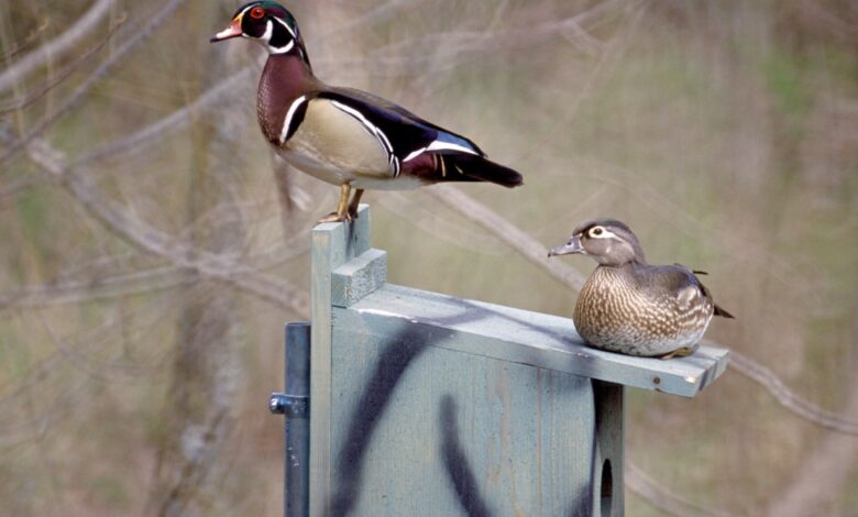 Wood Ducks