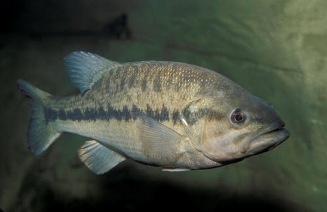 Photo of Missouri lands prestigious bass fishing tourney