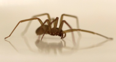 Photo of K-State entomologist receiving reports of black widow, brown recluse spiders