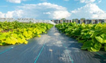 Photo of Urban agriculture cost-share Grant funds available