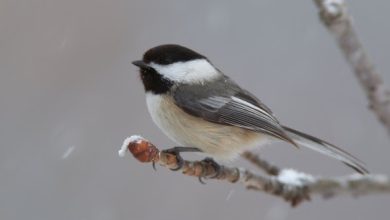 Photo of MDC to hold birding webinars in advance of Missouri Birding Challenge
