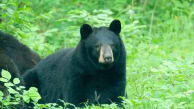 Photo of Jasper County man charged with illegally shooting, killing black bear