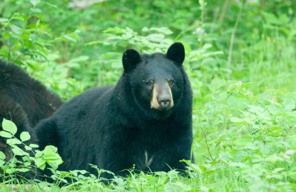Black bear