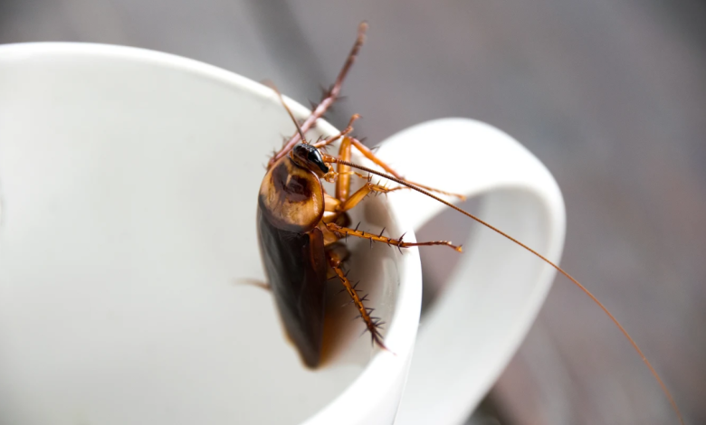 49899461 2054021941344915 892012411857403904 n