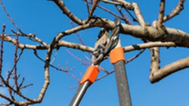 Photo of City’s monthly tree limb drop-off program open May 16 & 17