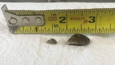 Photo of MDC advises boaters to beware of hitchhikers