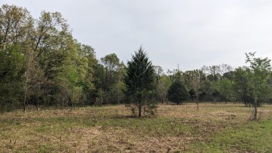 Photo of Grassland restoration project revitalizes habitat in Missouri