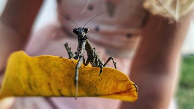 Photo of Missouri hosting scores of summer kid nature programs