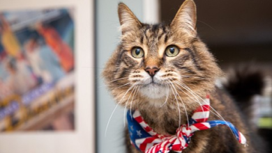 Photo of Pet Safety Tips for 4th of July from Best Friends Animal Society