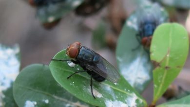 Photo of Investigation into false claims of New World Screwworm in Missouri