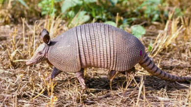 Photo of Naturalist says nine banded armadillos are here to stay