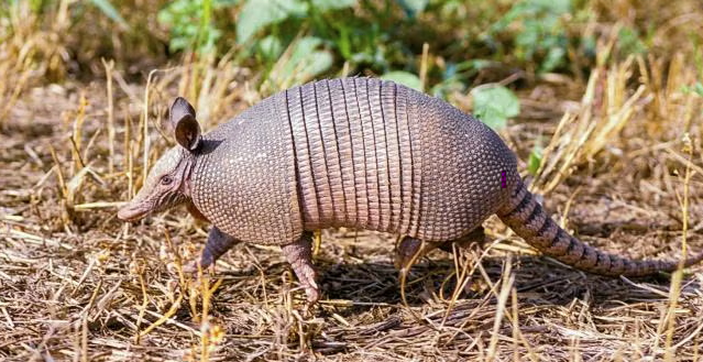 Armadillo2