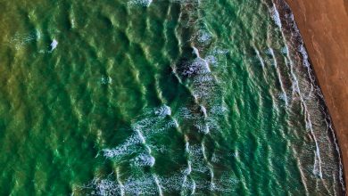 Photo of Public Health Advisories for Kansas Lakes Due to Blue-Green Algae