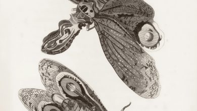 Photo of Pest spotted in Illinois could threaten Missouri grapes, fruit trees