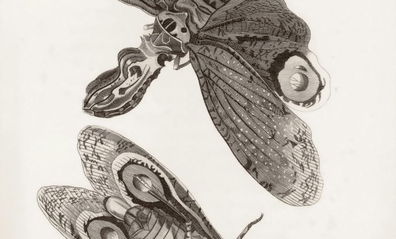 The new york public library 8fxl4xl6pby unsplash