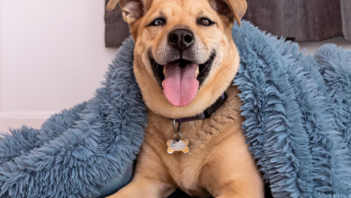 Photo of Missouri Department of Health official warns residents about rabies