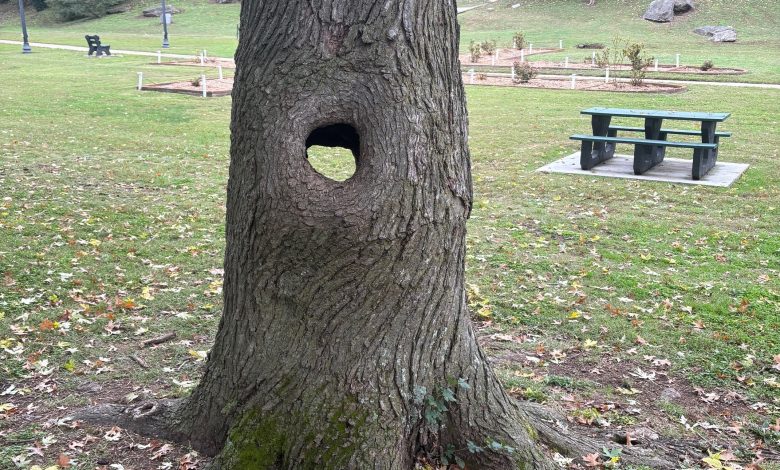 10 30 25 big spring park tree 1