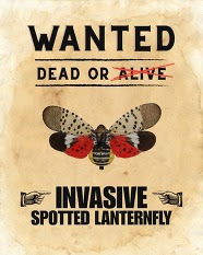 Lantern fly
