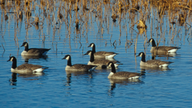 Photo of MDC encourages public to use caution amidst “bird flu” outbreak