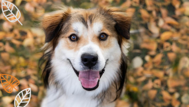 Photo of Hosting Thanksgiving this year? Why not host a furry houseguest too?