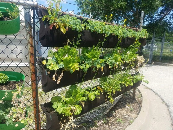 UrbanVeggies