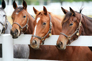 Photo of Equine Herpesvirus Type 1 outbreak in Oklahoma, Texas